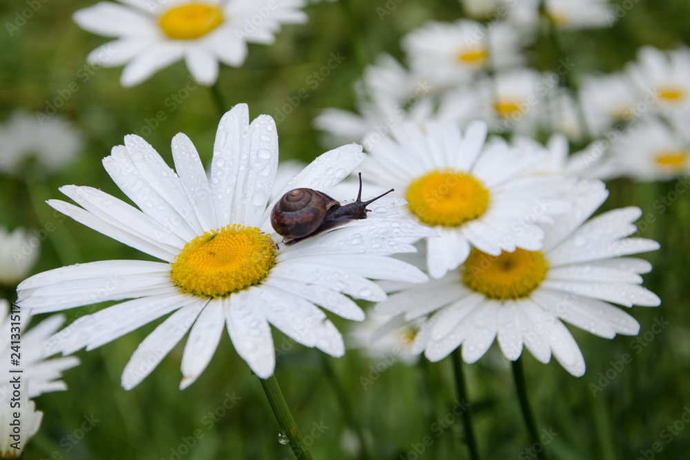 Fototapeta premium A snail crawling on a flower growing in a spring meadow