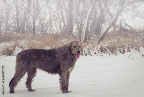 Gray Irish Wolfhound in full growth in the winter - portrait of photo