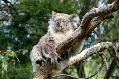 Fototapeta Naklejka Na Ścianę i Meble -  Sleepy Koala bear resting over a tree and look bored in a forest of South east Australia.