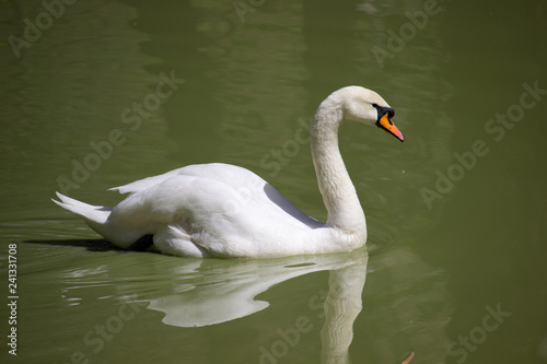 White swan 
