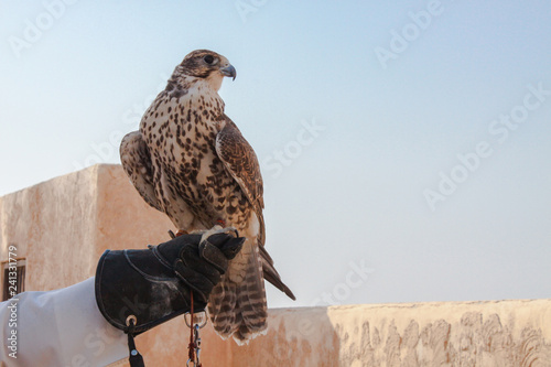 Photography man holding his falcon before using it to hunt birds and rabbits on the desert