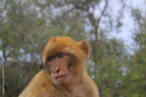 macaque vu sur le rocher de Gibraltar 