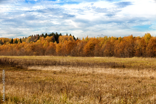 Forest on the edge of the field in late autumn countryside