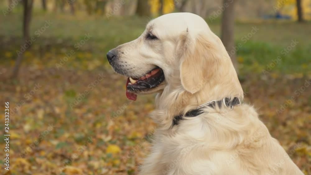 dog breed Golden Retriever dog breed Golden Retriever