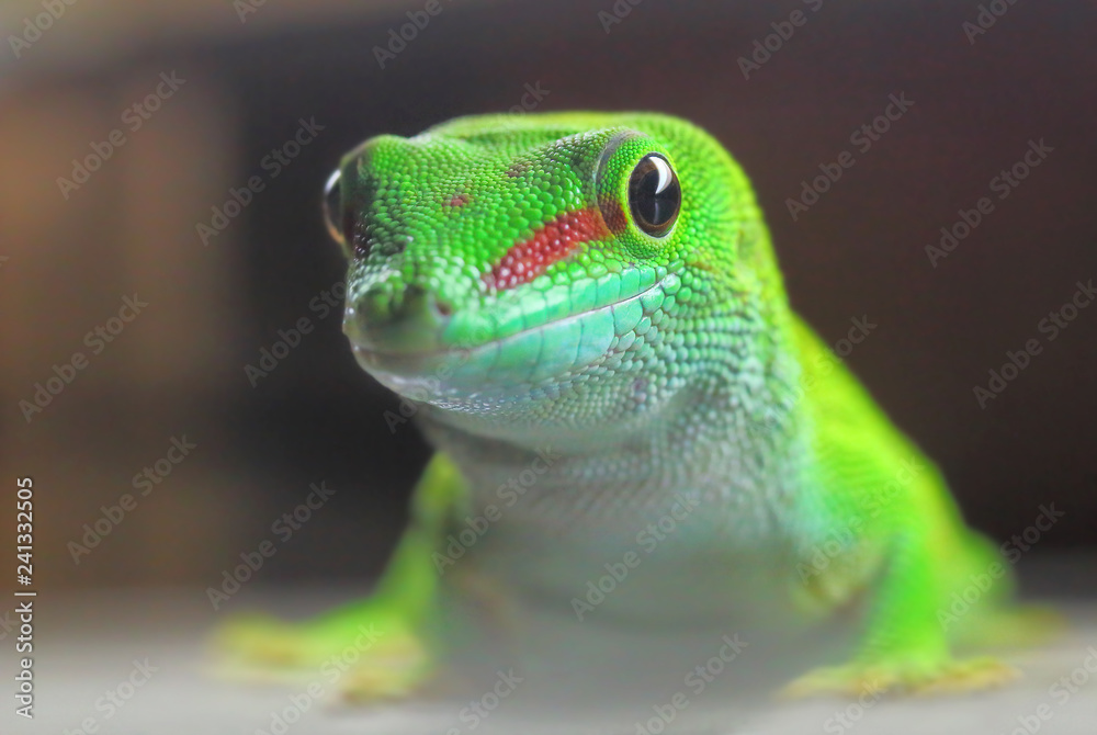 Fototapeta premium Phelsuma madagascariensis is a species of day Gecko that lives in Madagascar and Reunion. Close up with shallow depth of focus.