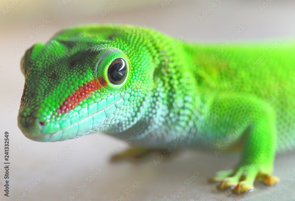 Fototapeta premium Phelsuma madagascariensis is a species of day Gecko that lives in Madagascar and Reunion. Close up with shallow depth of focus.