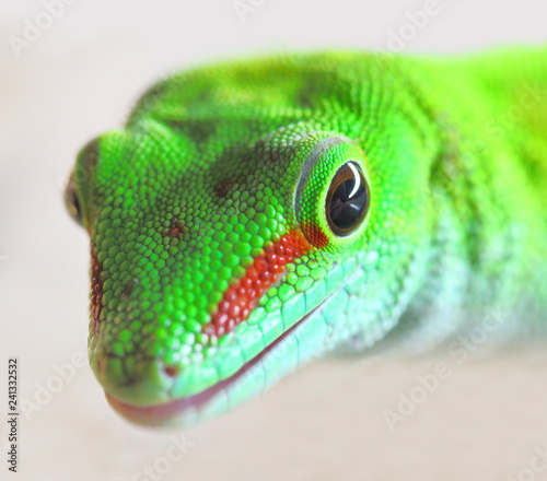 Phelsuma madagascariensis is a species of day Gecko that lives in Madagascar and Reunion. Close up with shallow depth of focus. photo