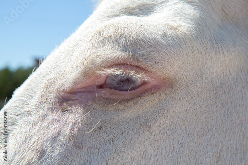 Closeup shot of horse eye