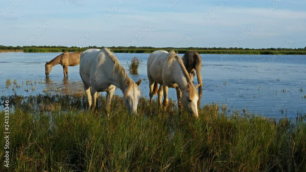 White camargue horses, Camargue, France White camargue horses, Camargue, France