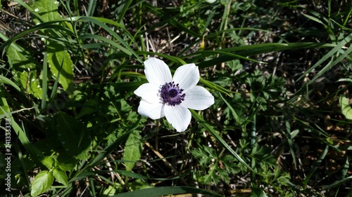 The beautiful anemone flower in garden