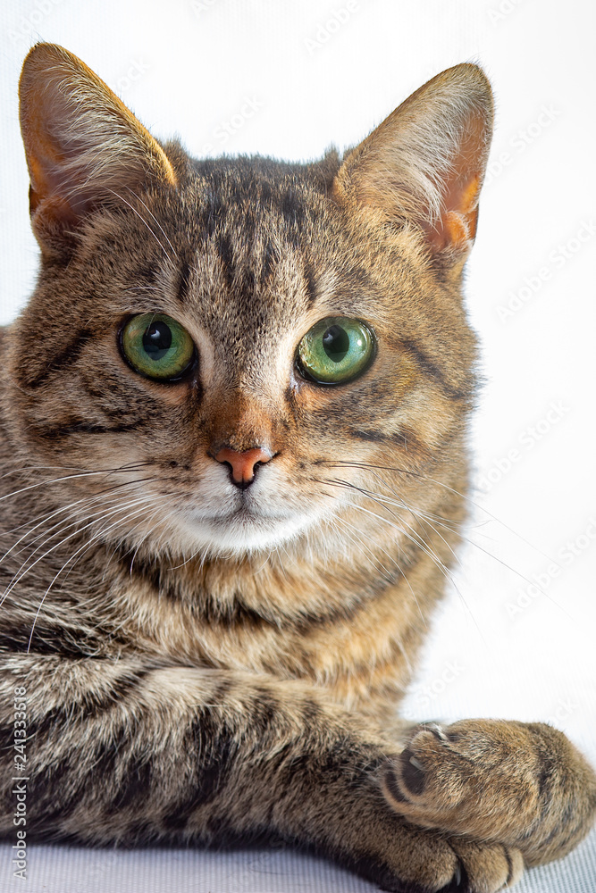Portrait of a tabby cat on a light white background.