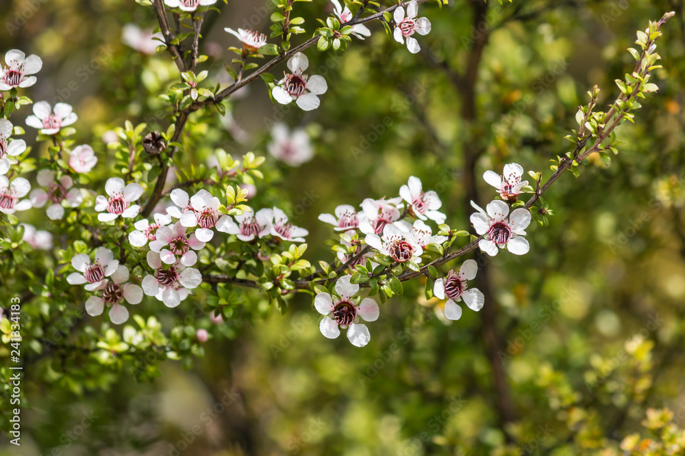 closeup of white manuka tree flowers in bloom with blurred background and copy space closeup of white manuka tree flowers in bloom with blurred background and copy space