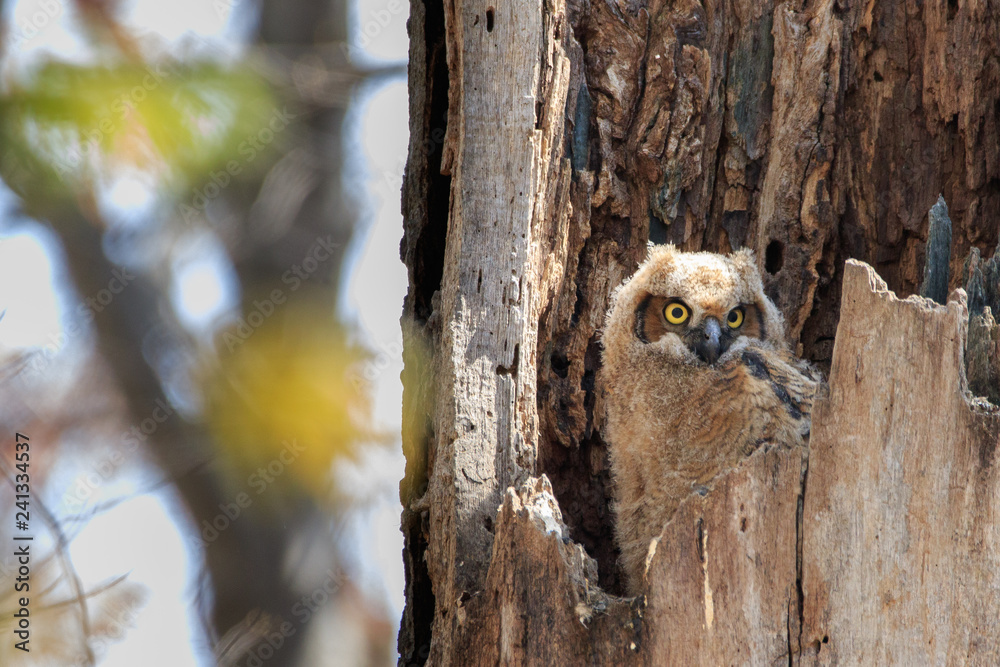 Obraz premium Fuzzy baby great horned owl sitting in nest ready to enter the world