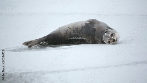 Young Harp Seal on the ice. photo