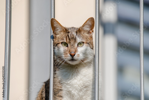 Portrait of domestic unhappy cat looking through balcony, lacking activity locked indoor, extreme closeup