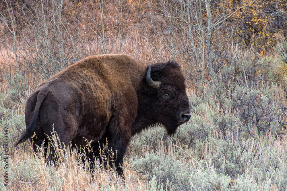 American Bison in the Sagebrush Flats of Grand teton National Park American Bison in the Sagebrush Flats of Grand teton National Park
