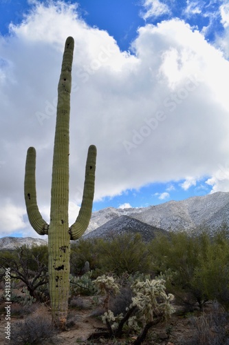 Snow in Tucson Mountains Arizona Saguaro Desert Rare Winter Sky