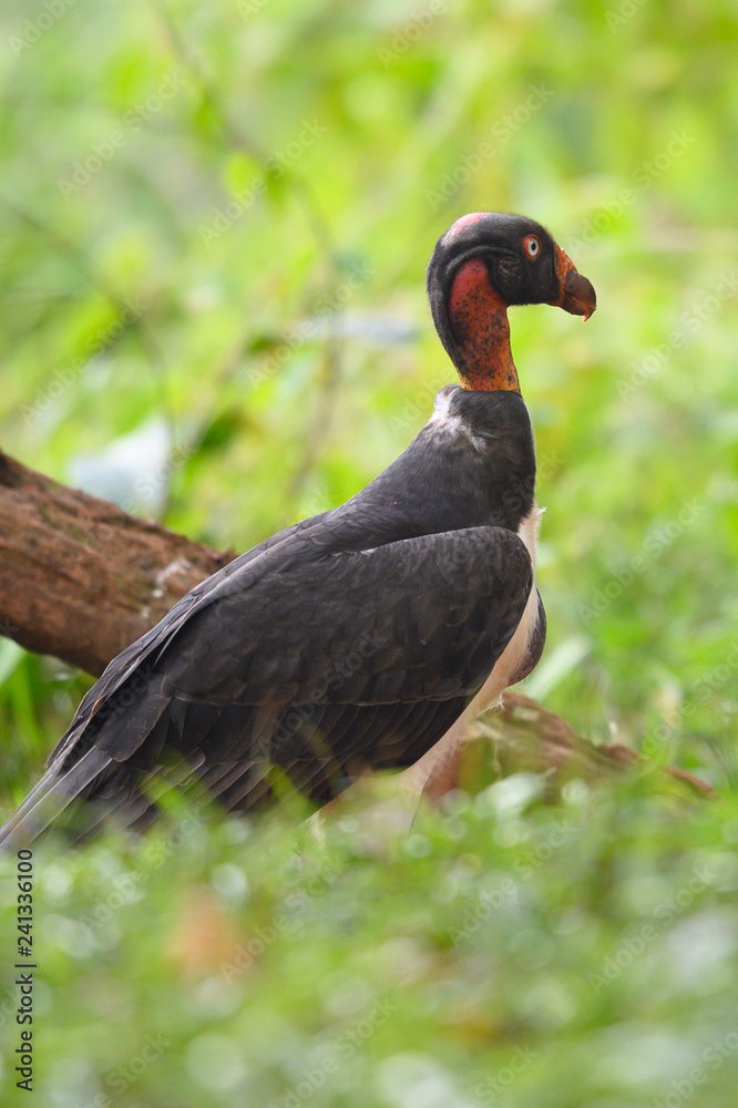 King vulture, Sarcoramphus papa, large bird found in Central and South America. Flying bird, forest in the background. Wildlife scene from tropic nature. Red head bird. Condor with open wing, Panama King vulture, Sarcoramphus papa, large bird found in Central and South America. Flying bird, forest in the background. Wildlife scene from tropic nature. Red head bird. Condor with open wing, Panama