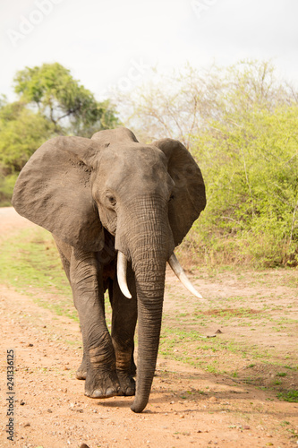 Close up of big elephant walking on the sandy road