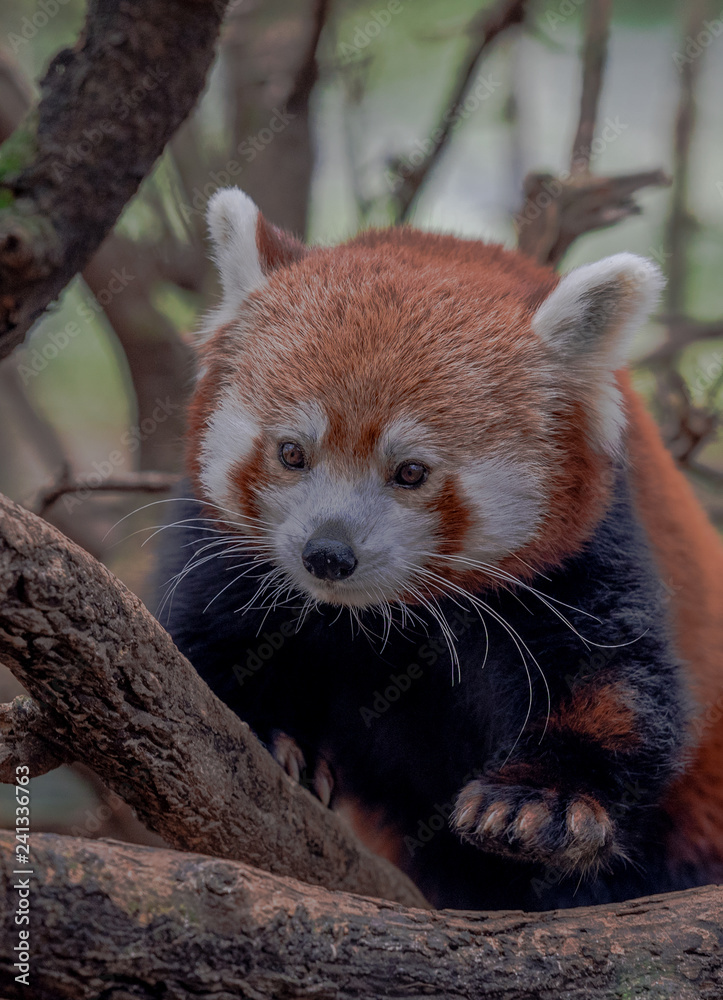 Naklejka premium Orange and White Fur on a Close Up of a Red Panda in a Tree