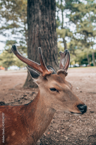 close ups of deer