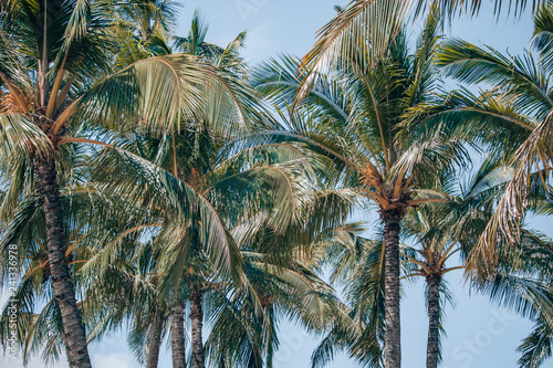 palm trees on a sunny day