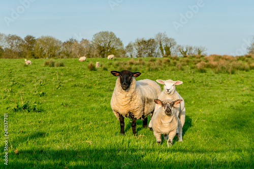 3 sheep