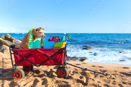 Beach cart with luggage and dog