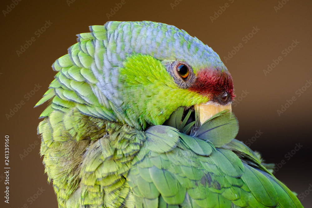 Lilac-crowned Amazon Parrot Grooming her Feathers