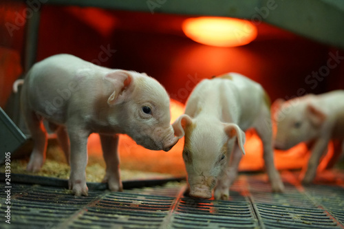 Piglets in farrowing unit inside pen. photo