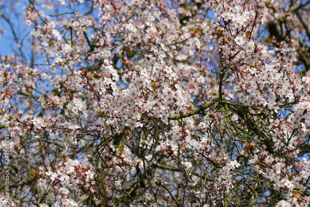 blossom blossom