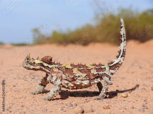 A Thorny Devil lizard on a red sand road