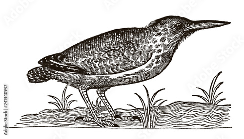 Eurasian bittern or great bittern (botaurus stellaris) sitting on the ground between grasses. Illustration after a historical woodcut engraving from the 16th century