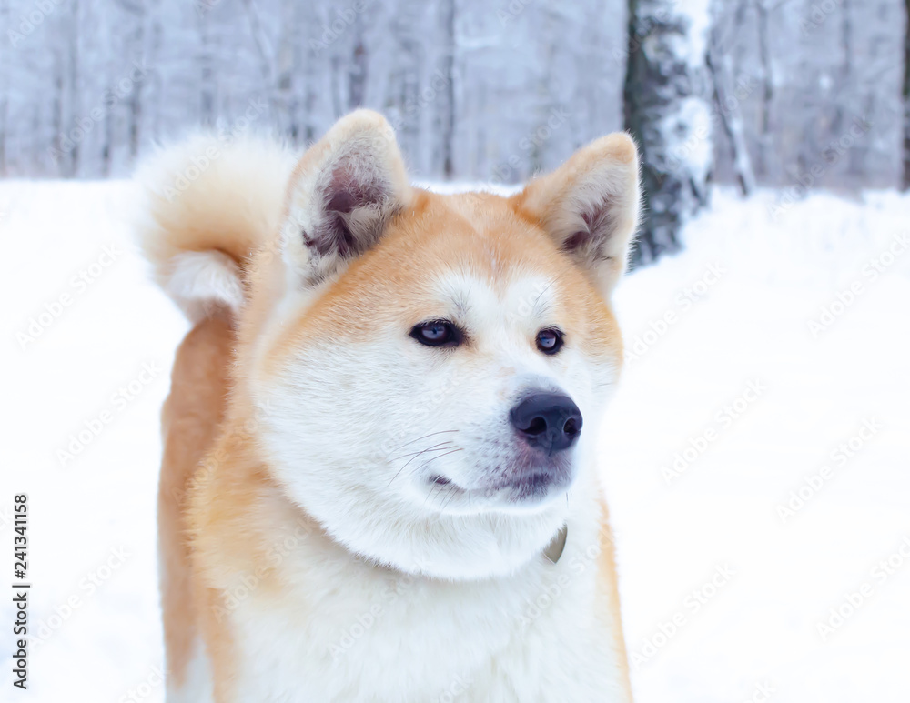 Young energetic Akita dog for a walk. Walking outdoors in the winter.  How to protect your pet from hypothermia. 