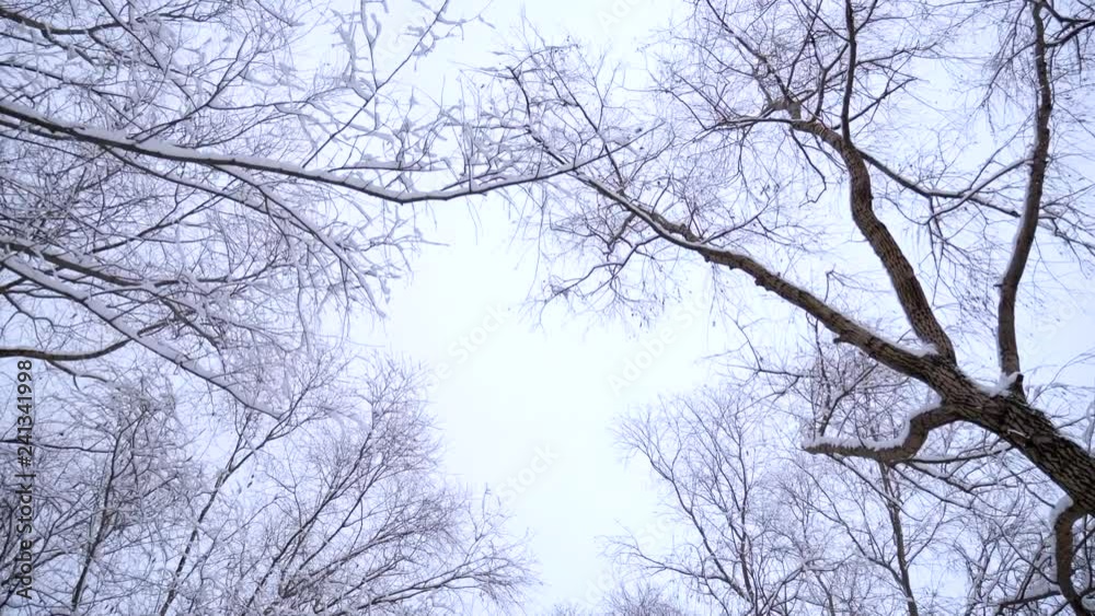 The Forest in Winter The Forest in Winter