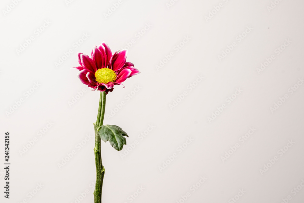 flower with pink petals on white background. flower with pink petals on white background.