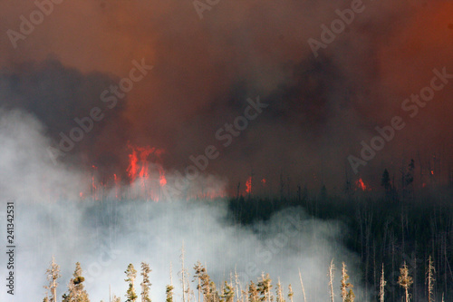 Forest Fire Yellowstone National Park Montana