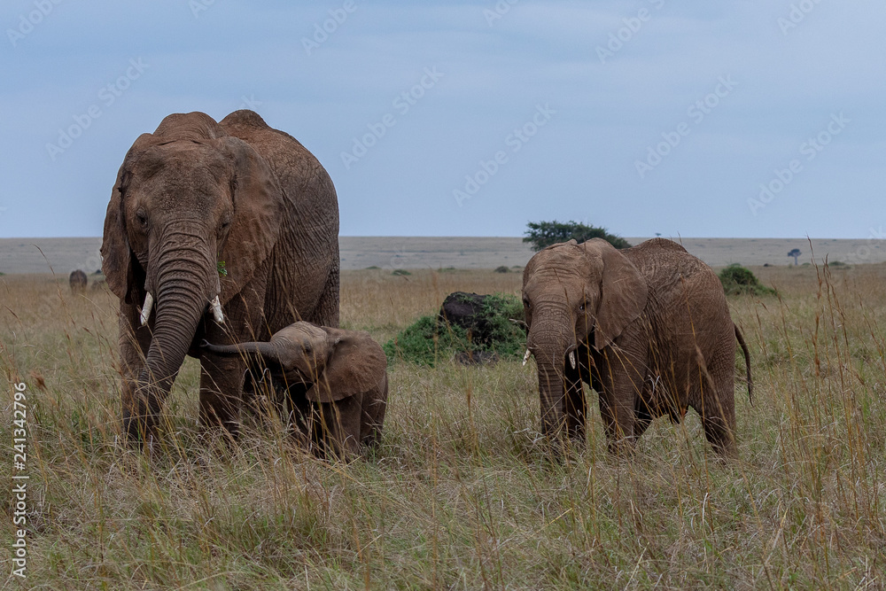 African elephant family, Masai Mara, Kenya, Africa