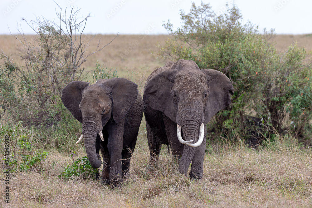 Two elephants in the Masai Mara, Kenya, Africa