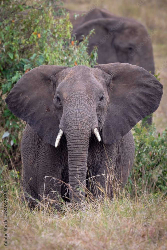 Elephant looking in Masai Mara, Kenya, Africa