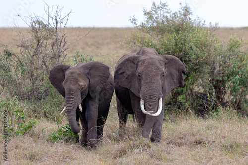 Two elephants in the Masai Mara  Kenya  Africa