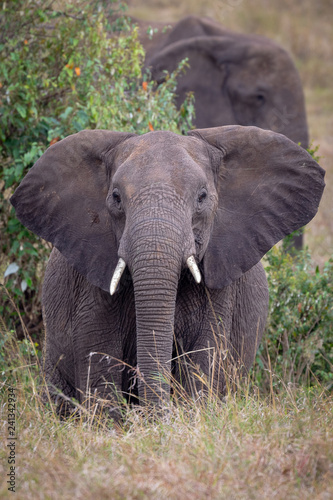 Elephant looking in Masai Mara  Kenya  Africa