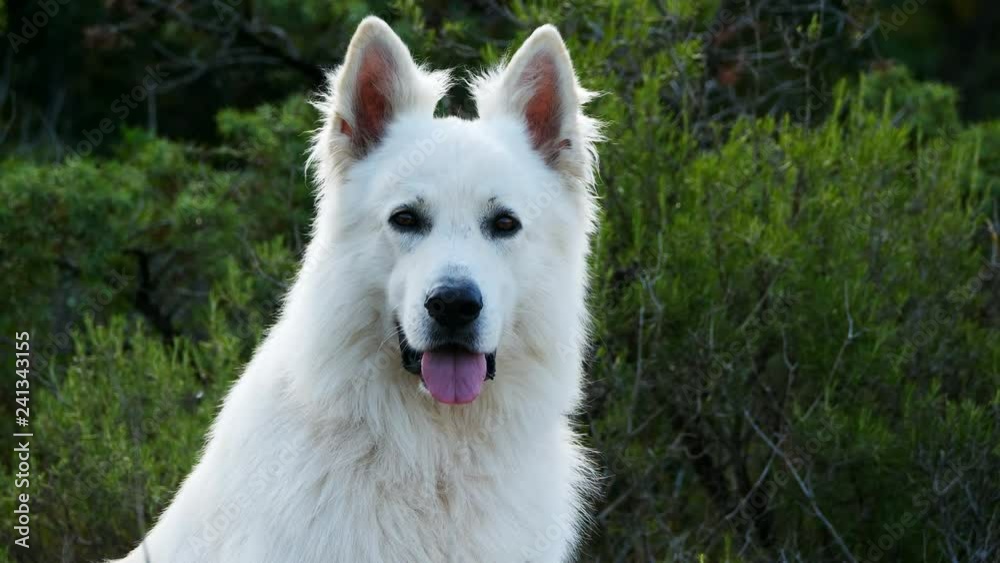 Berger Blanc Suisse or White Swiss Shepherd, domestic dog, (Canis lupus familiaris) Berger Blanc Suisse or White Swiss Shepherd, domestic dog, (Canis lupus familiaris)