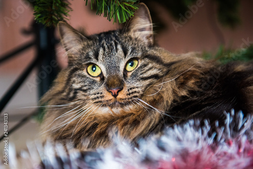 Funny Norwegian cat under Christmas tree on New Year. Cat plays with Christmas tree toys © zanna_