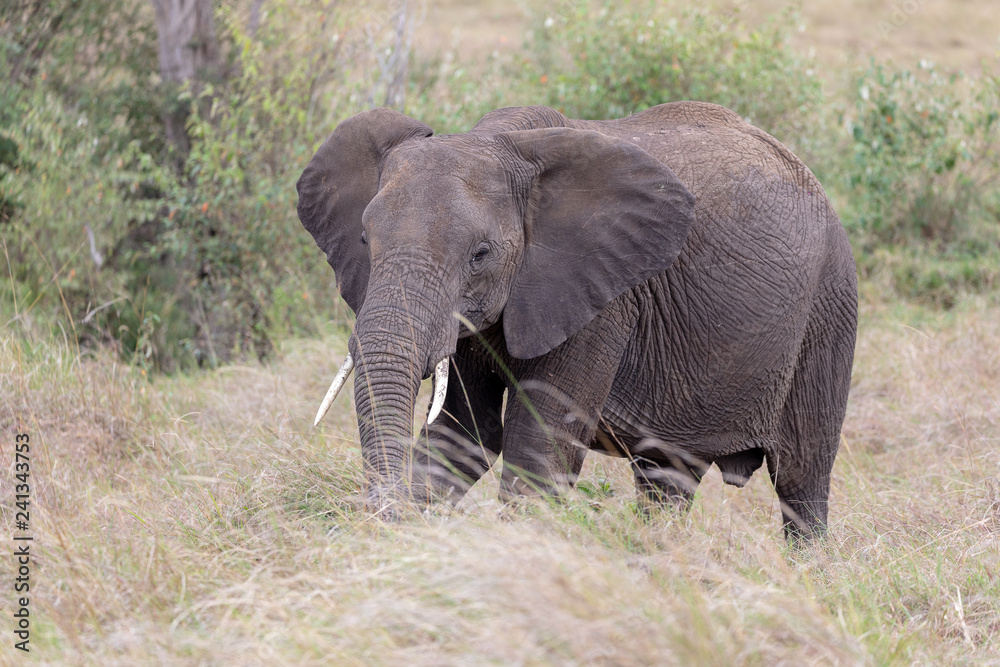African elephant on the Masai Mara, Kenya, Africa African elephant on the Masai Mara, Kenya, Africa
