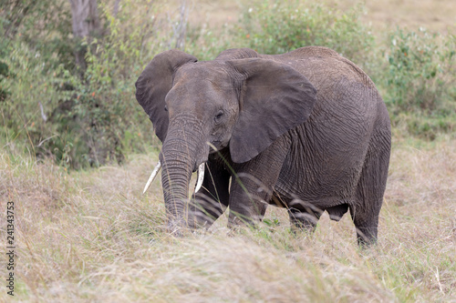 African elephant on the Masai Mara  Kenya  Africa