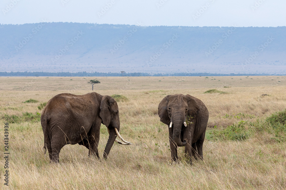 Two elephants in the Masai Mara, Kenya, Africa