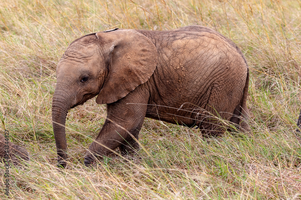 Baby elephant in the Masai Mara, Kenya, Africa