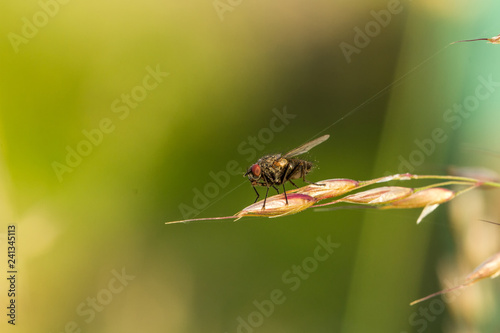 Fliegen Flys © Martin