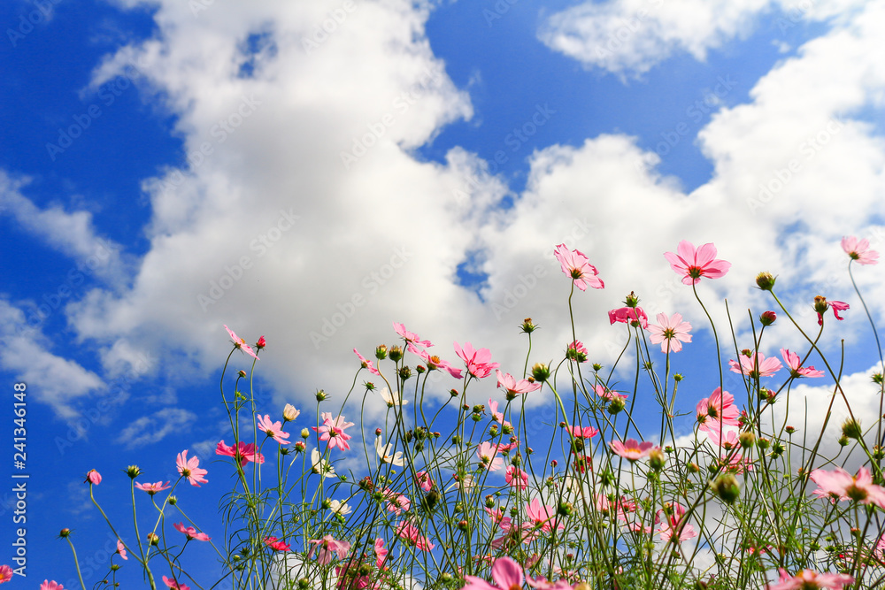 Cosmos flower and blue sky with selective focus Cosmos flower and blue sky with selective focus